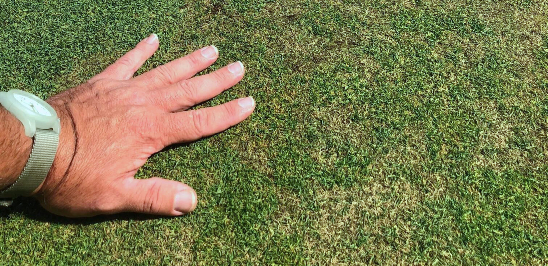 Pathogen Profile: Colletotrichum cereale (Anthracnose)