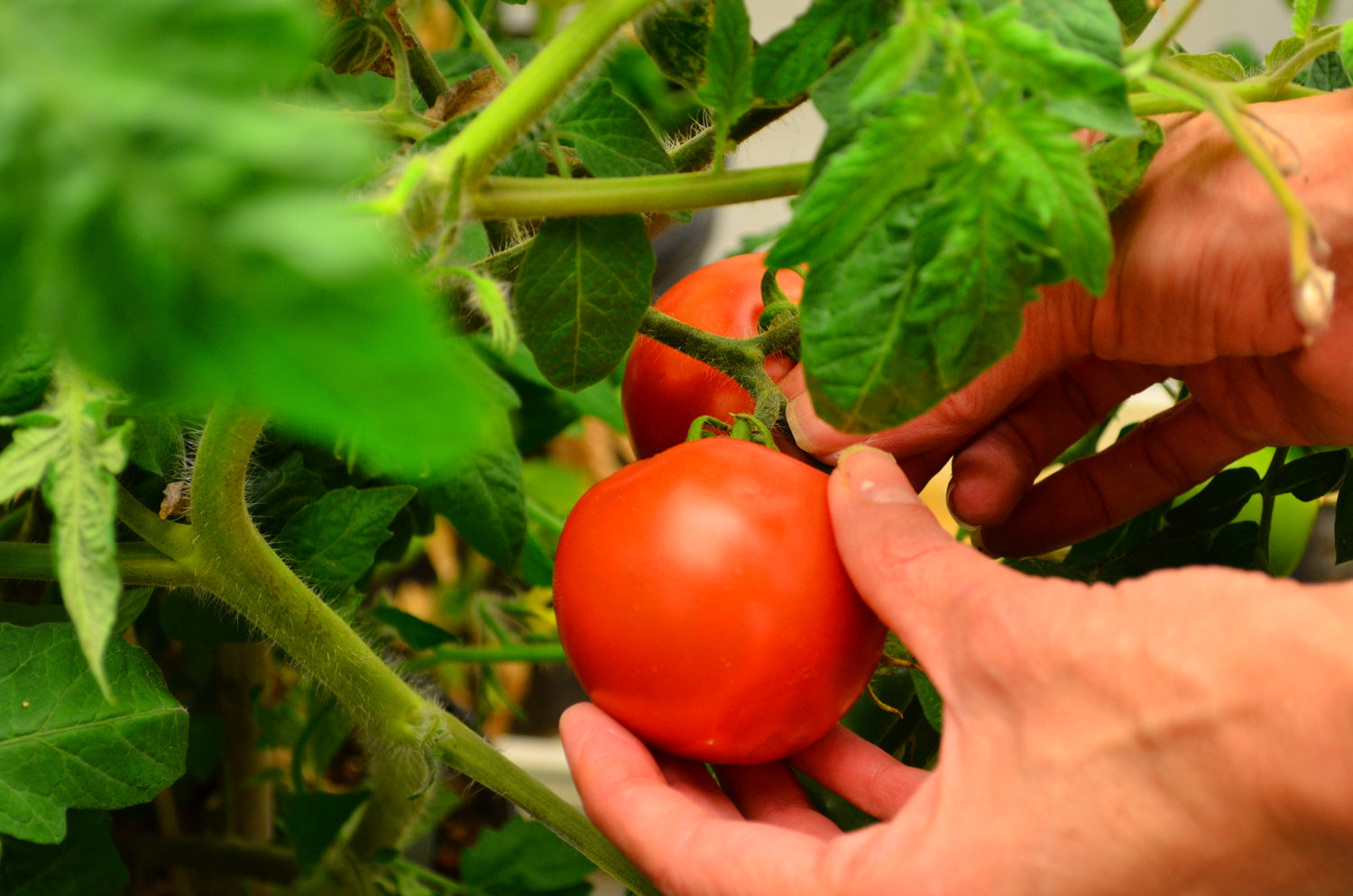 Microbial Agriculture