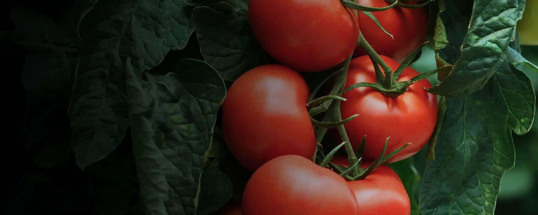 healthy tomatoes on plant