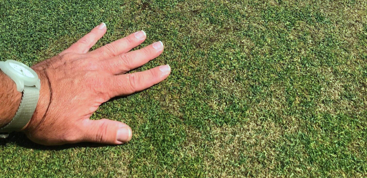 Pathogen Profile: Colletotrichum cereale (Anthracnose)