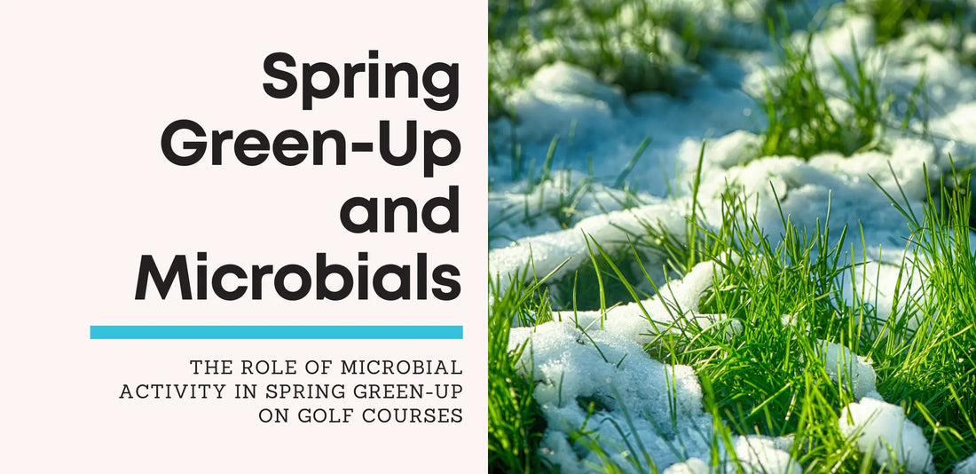 The Role of Microbial Activity in Spring Green-Up on Golf Courses