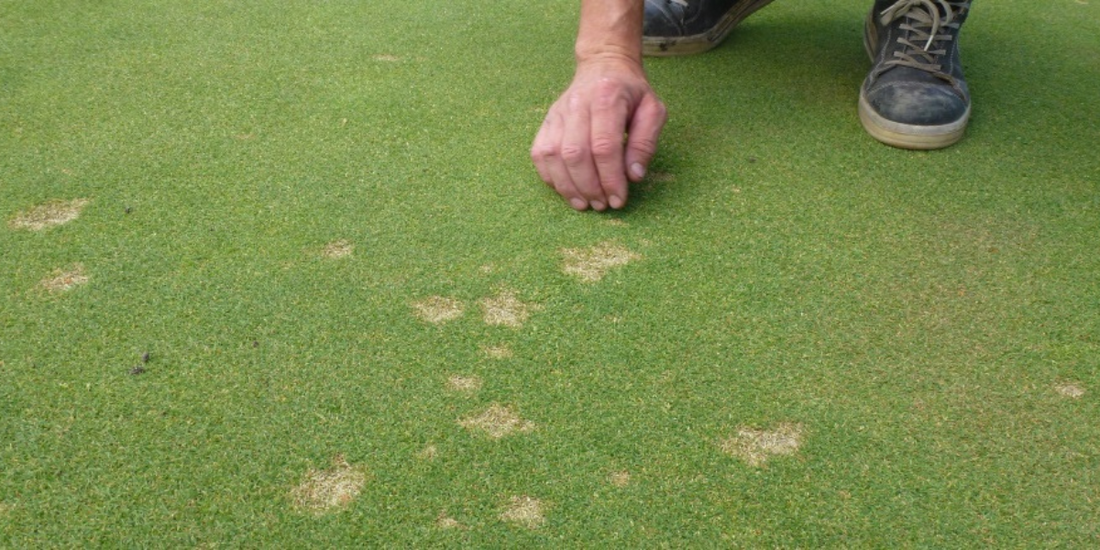 Pathogen Profile: Clarireedia spp. (Dollar Spot)