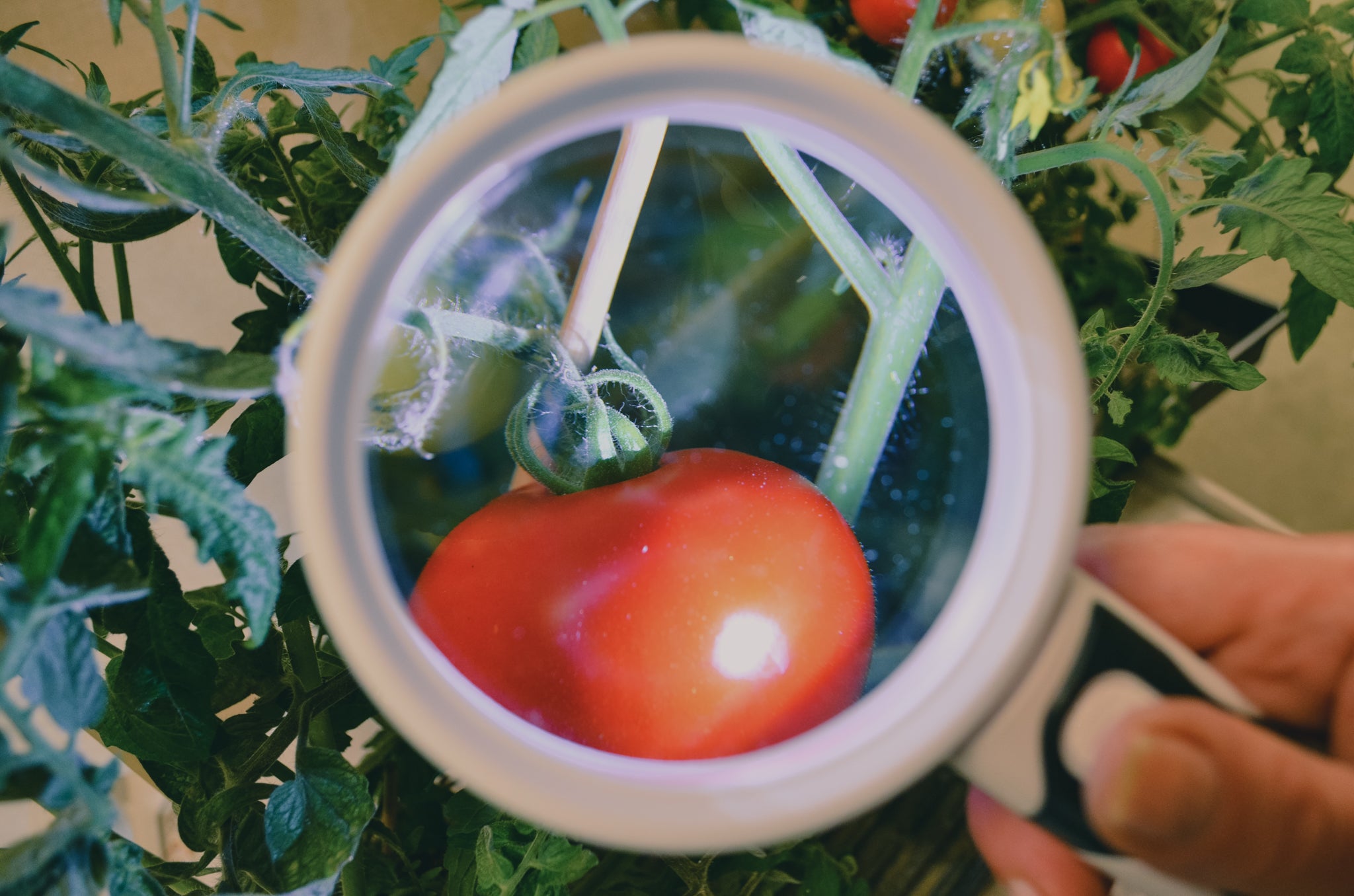 Microbial Bacteria
